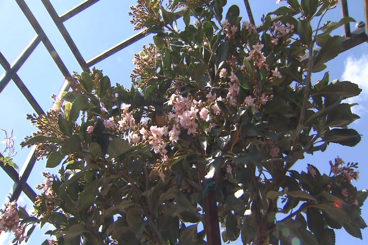 Indian hawthorn can be shrub or tree